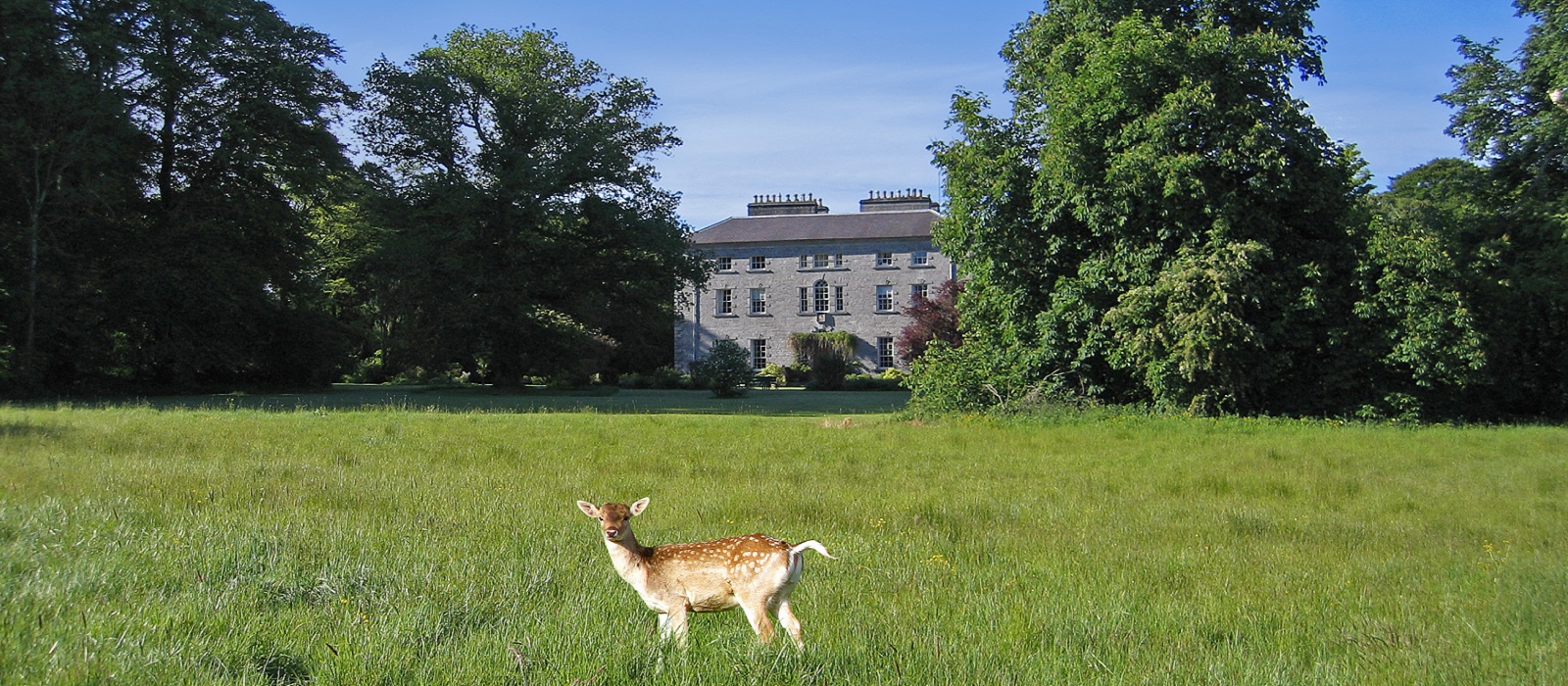 Coopershill House with Deer